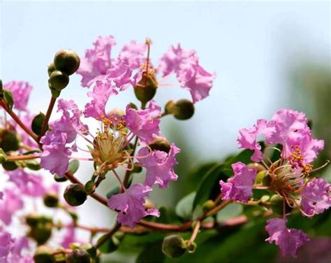 紫薇花種植|【紫薇種植】紫薇種植｜一次搞懂！種植、照顧、開花時間全攻略 